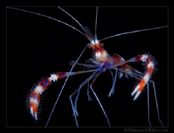 Defile

Banded boxer shrimp by Aleksandr Marinicev 